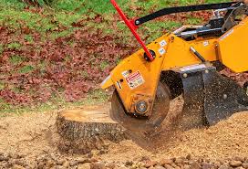 Best Root Management and Removal  in Decatur, GA