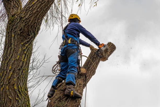 Decatur, GA Tree Services Company
