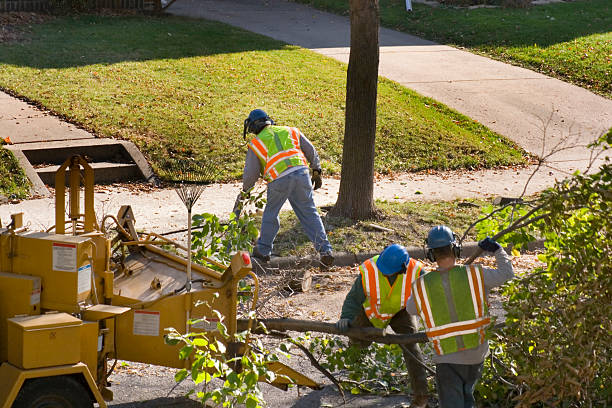 Best Hazardous Tree Removal  in Decatur, GA