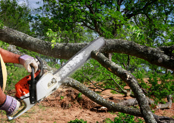 How Our Tree Care Process Works  in  Decatur, GA