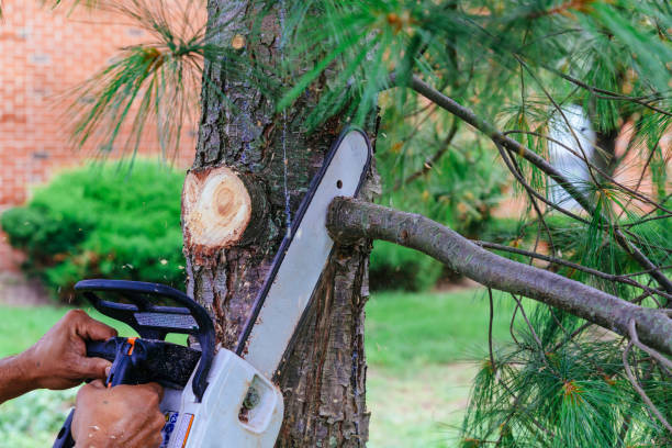 Best Weed Control  in Decatur, GA